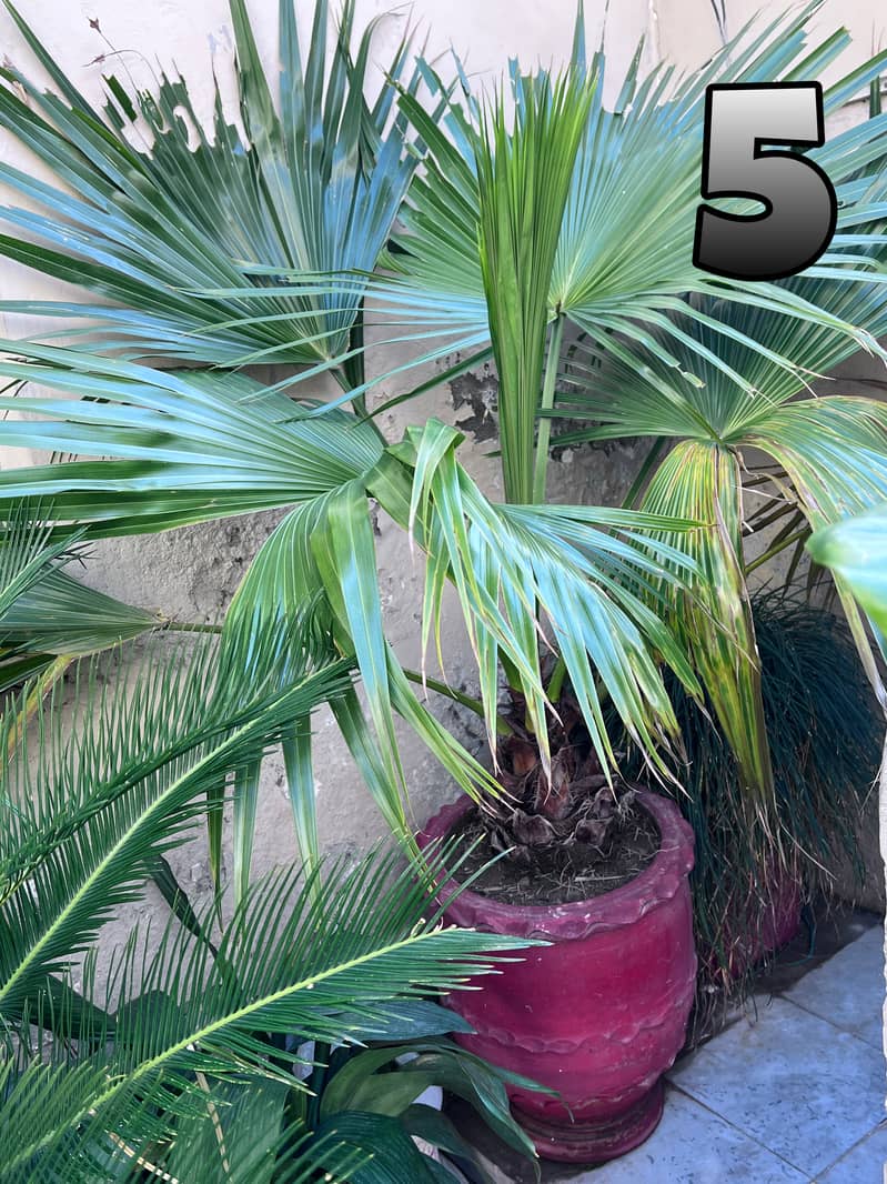 Full Size Plants For Sale 2