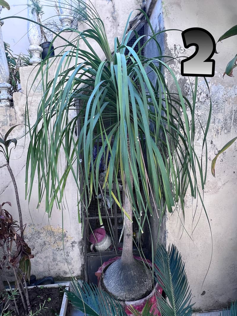 Full Size Plants For Sale 3