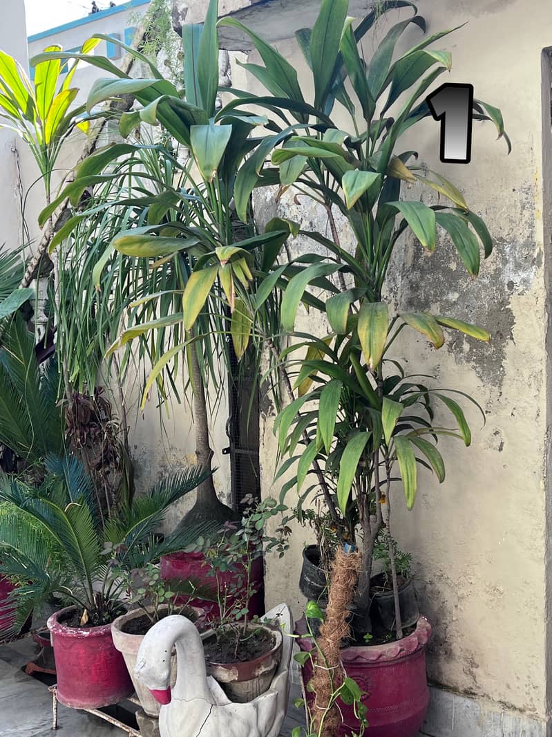 Full Size Plants For Sale 4