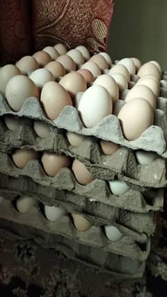 Beautiful Desi Golden Misri Hens Eggs