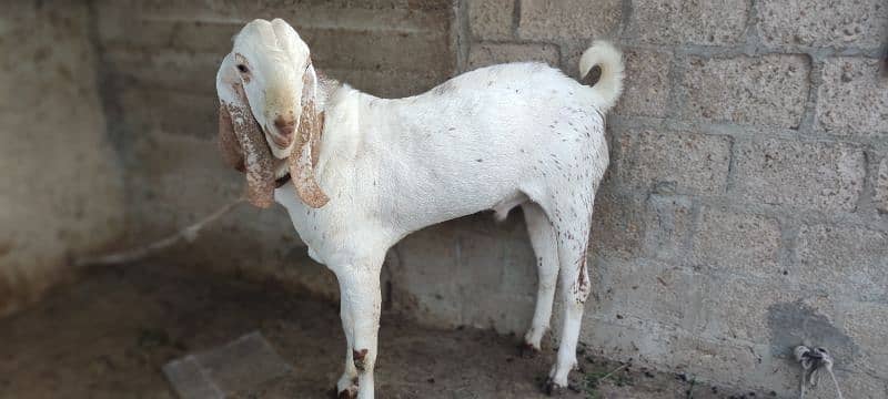 maki china bakra 0