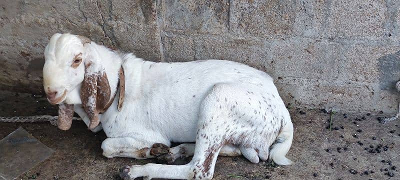 maki china bakra 1