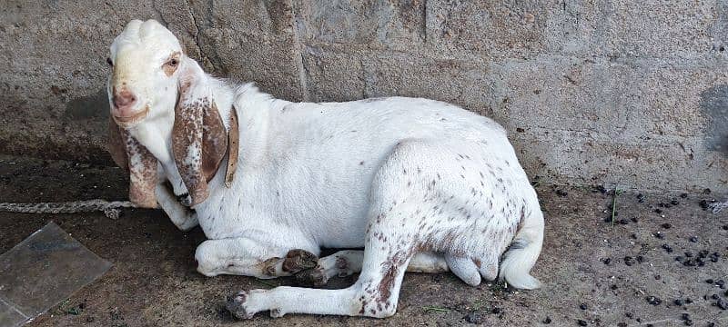 maki china bakra 4