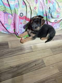 german shepherd puppy for sale female