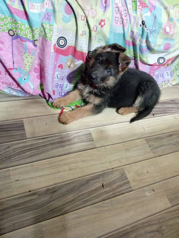 german shepherd puppy for sale female 0