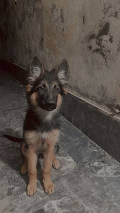 Germany shepherd