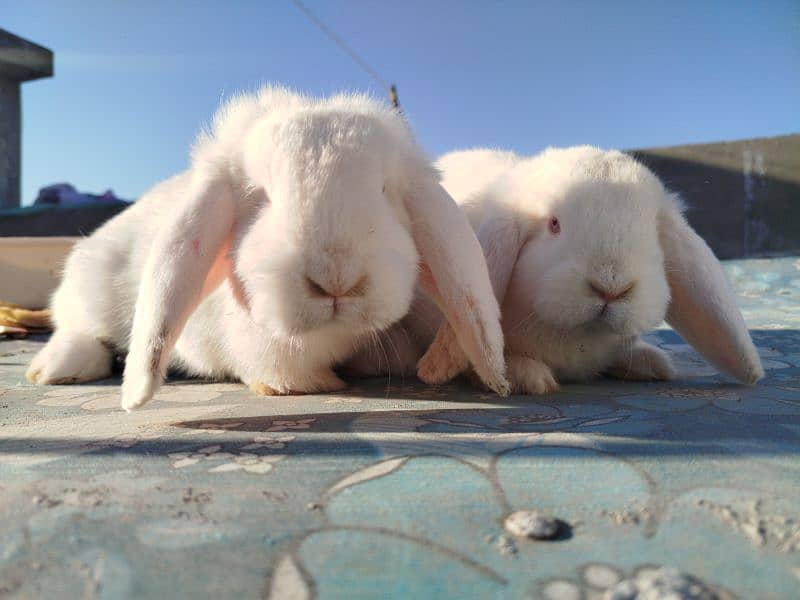 German loop pair/loops rabbit 0