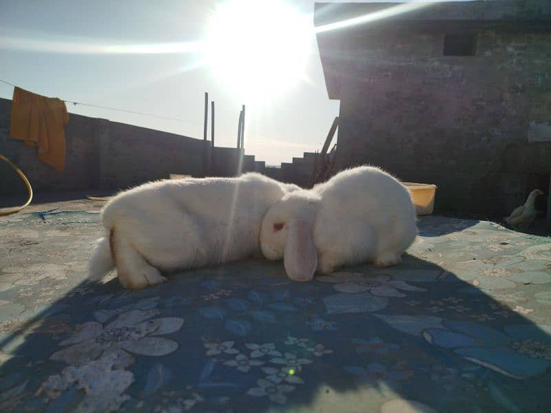 German loop pair/loops rabbit 1