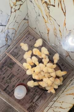 shamo chicks available