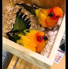 sun conure breeder pair urgent sale