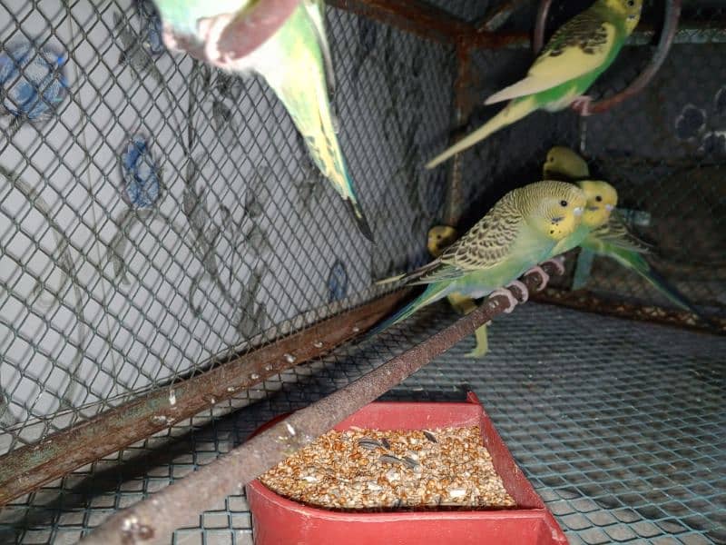 budgie parrots for sale 0