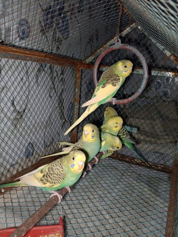 budgie parrots for sale 1