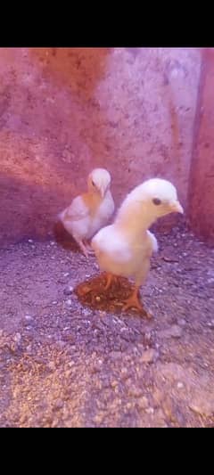 co shamo and heera aseel chicks