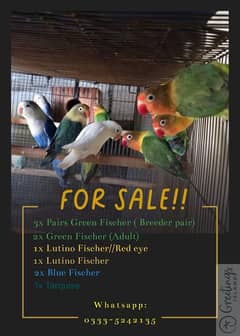 Love Birds for sale!