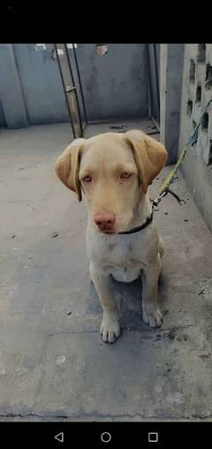 labrador female dog. . . . . . . . . . . 03007401899