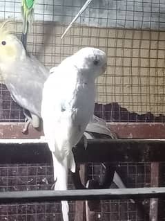 Australian parrots