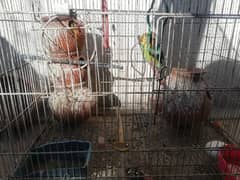 Lovebirds with cage forsale