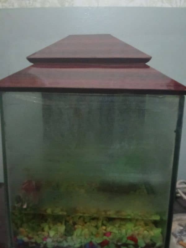 aquarium for sale 2