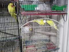 Budgies