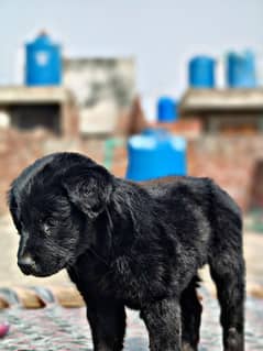 black German shepherd female top quality