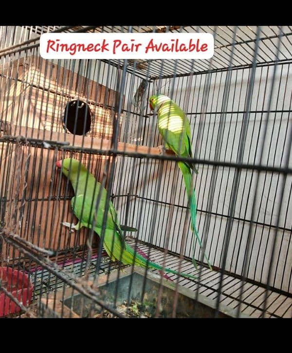 ringneck 03025368418 0