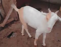 bakri gabban