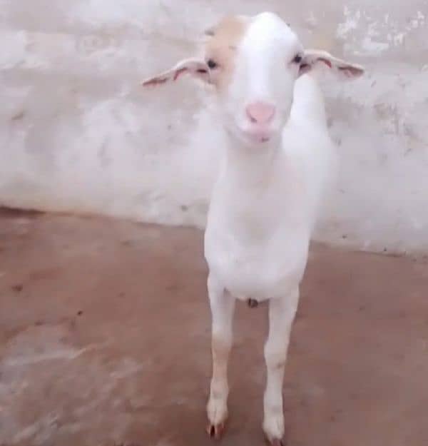 bakri gabban 1