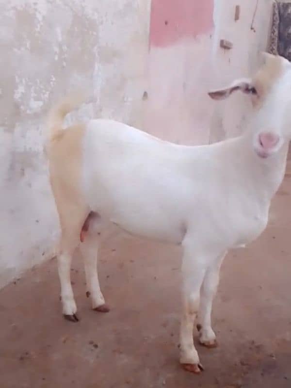 bakri gabban 4