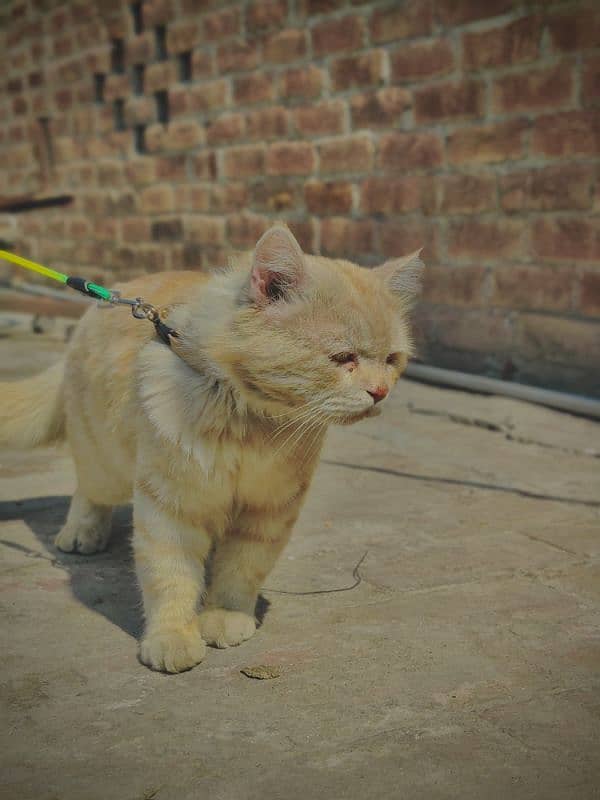 king Persian cat 3