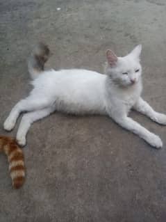 cat male and female jora hai free