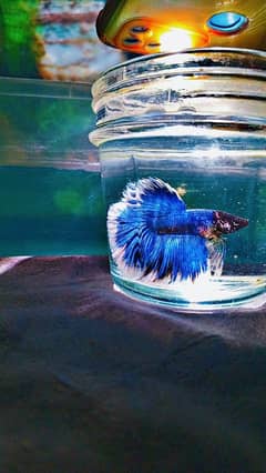 Betta male