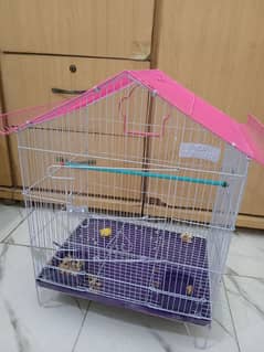 Love bird pair and cage available for sale