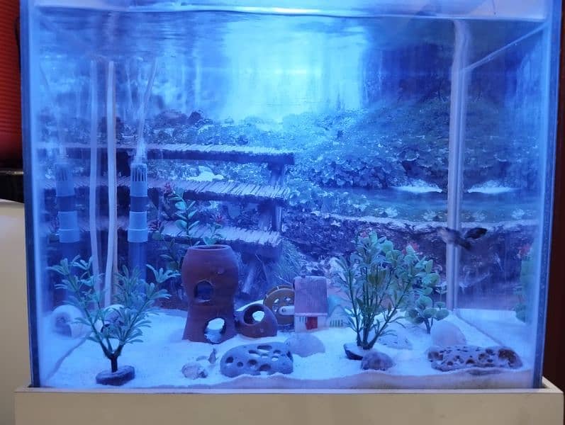 Beautifull Fish Aquarium with pump plants 1