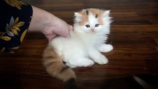 persian kitten 43 days for sale