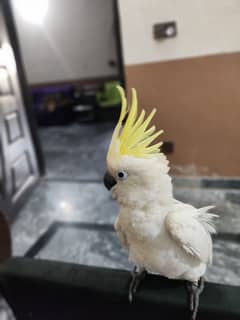 cookato parrot