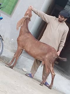 Nagara Bakri Confram 3 Month ki Gaban 100% Bakri