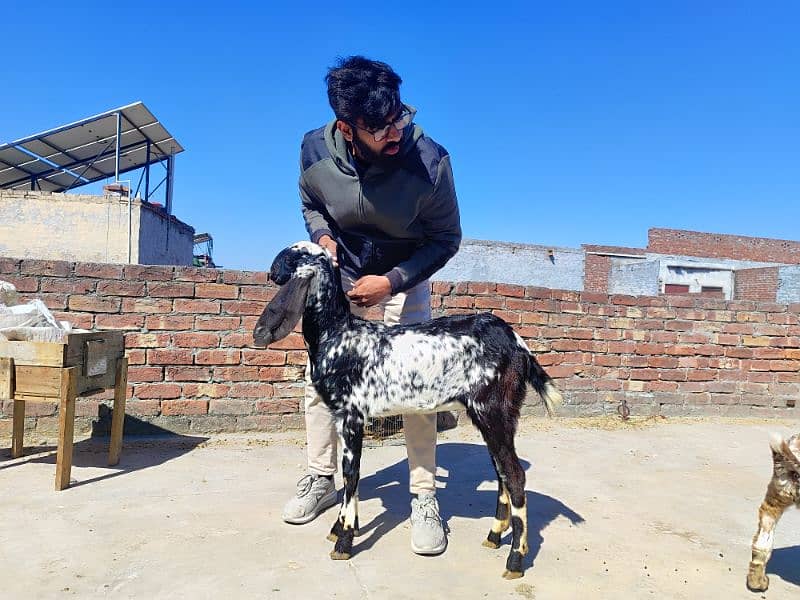 Desi Bakri or Bakrai 0