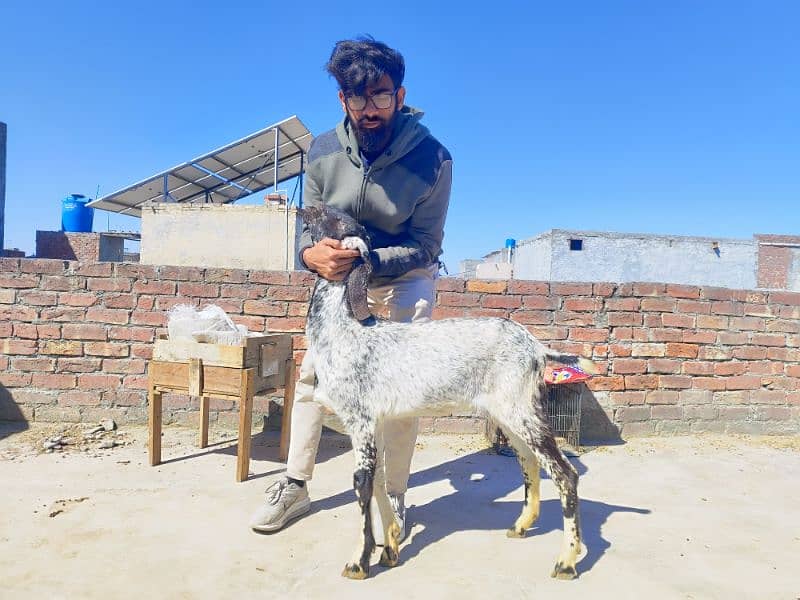 Desi Bakri or Bakrai 1