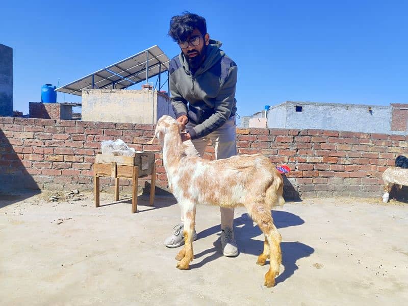 Desi Bakri or Bakrai 2