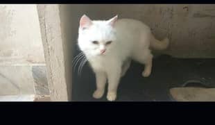 Persian cat double coat female