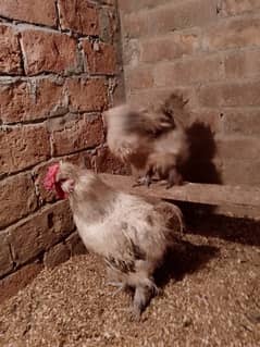 Grey Silkie Breeder Pair & 40 Eggs Incubator