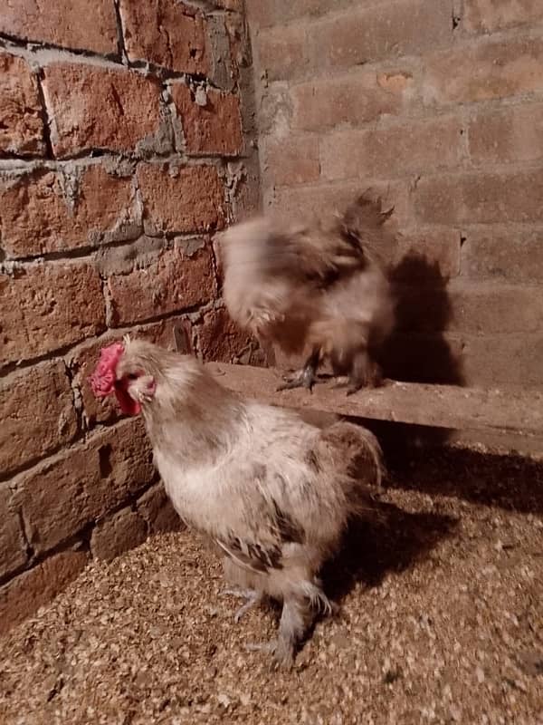 Grey Silkie Breeder Pair & 40 Eggs Incubator 0