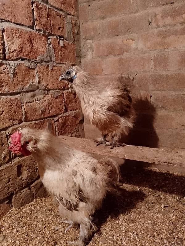 Grey Silkie Breeder Pair & 40 Eggs Incubator 2