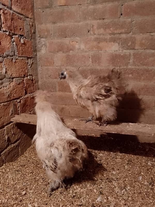 Grey Silkie Breeder Pair & 40 Eggs Incubator 3