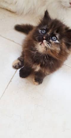 Persian Triple coated kittens