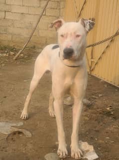 kohati white bull terrier