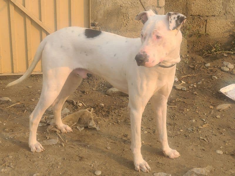 kohati white bull terrier 1