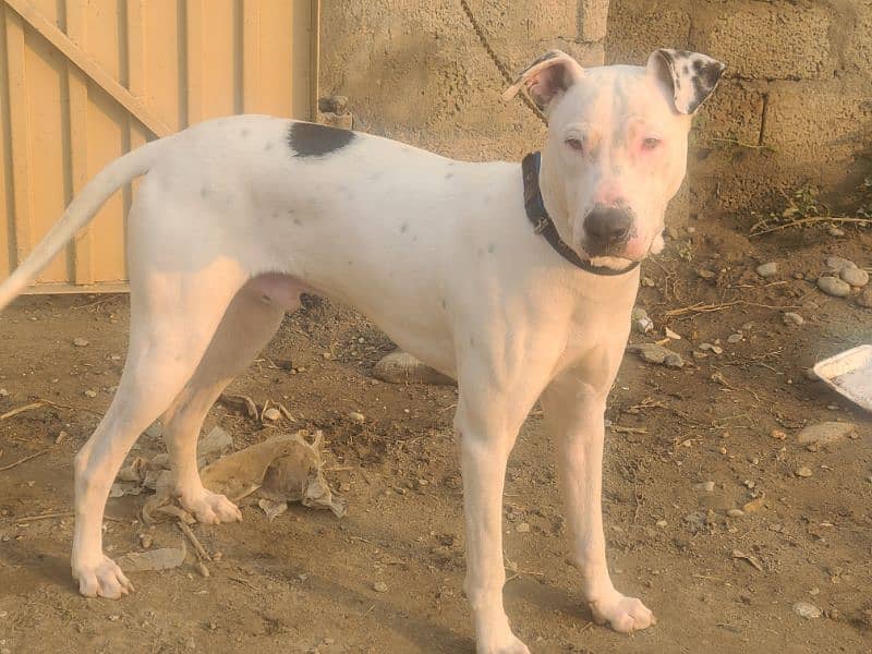 kohati white bull terrier 3