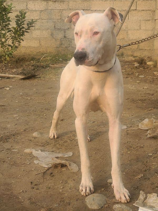 kohati white bull terrier 4