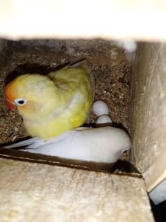 love birds breeder pairs available